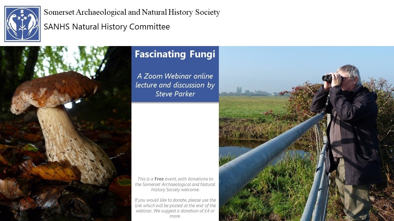 Fascinating Fungi a webinar by Steve Parker